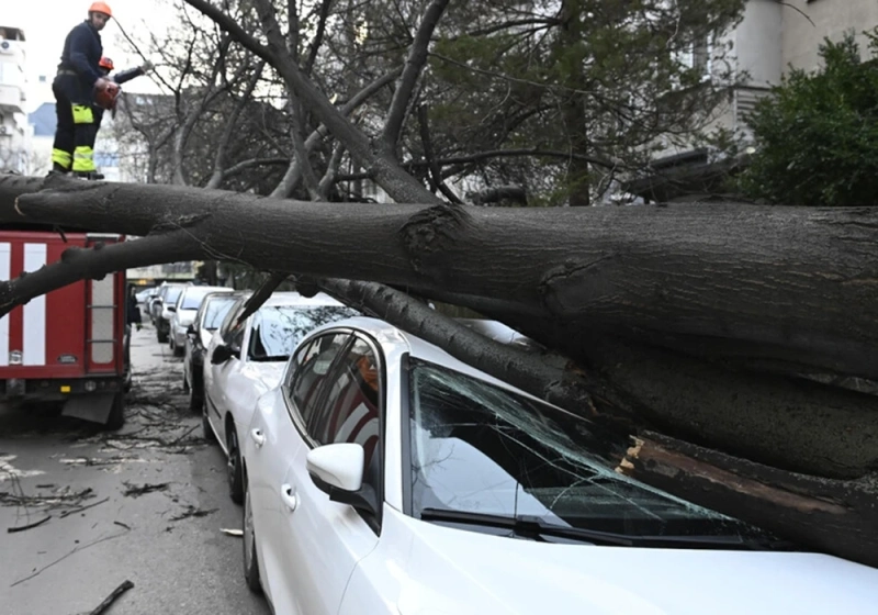 Дърво падна върху кола и уби майка на две деца на Витоша