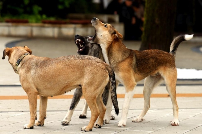 Започва кампания за безплатна кастрация на бездомни кучета и котки в Сандански