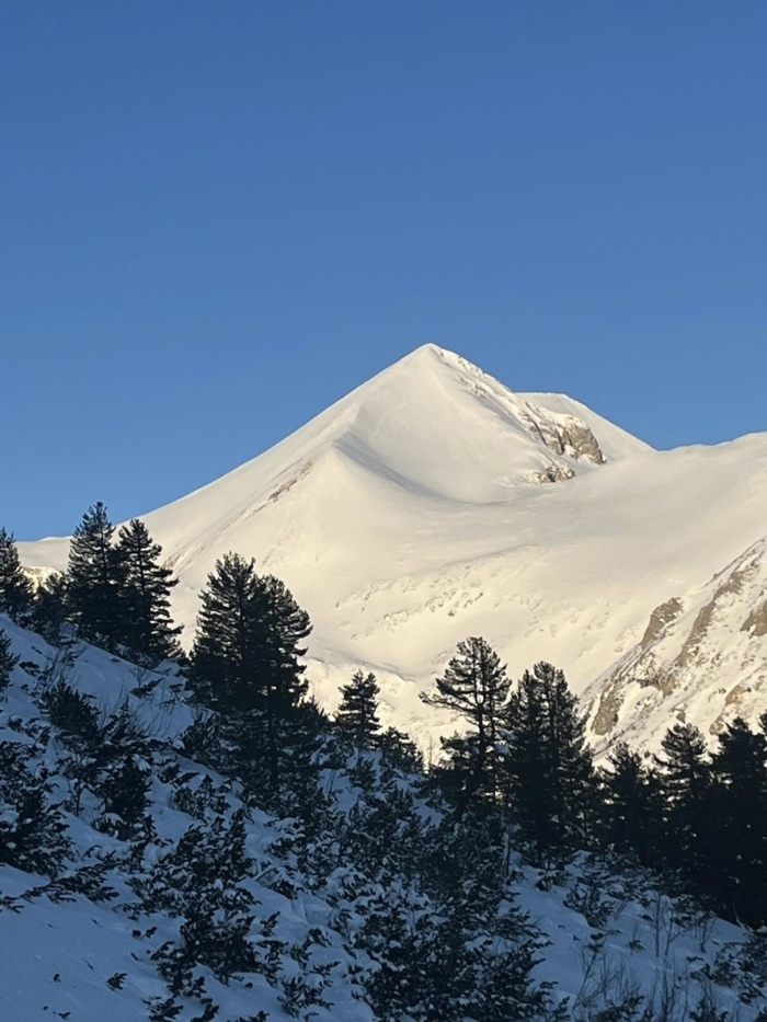 Наличие на ветрови дъски на изолирани места предимно в Алпийски пояс на Пирин