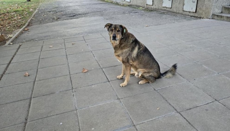 Тече кампания за безплатна кастрация на кучета и котки в община Гоце Делчев