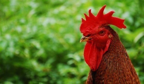 Църквата чества днес Сретение Господне, народът ни празнува Петльовден