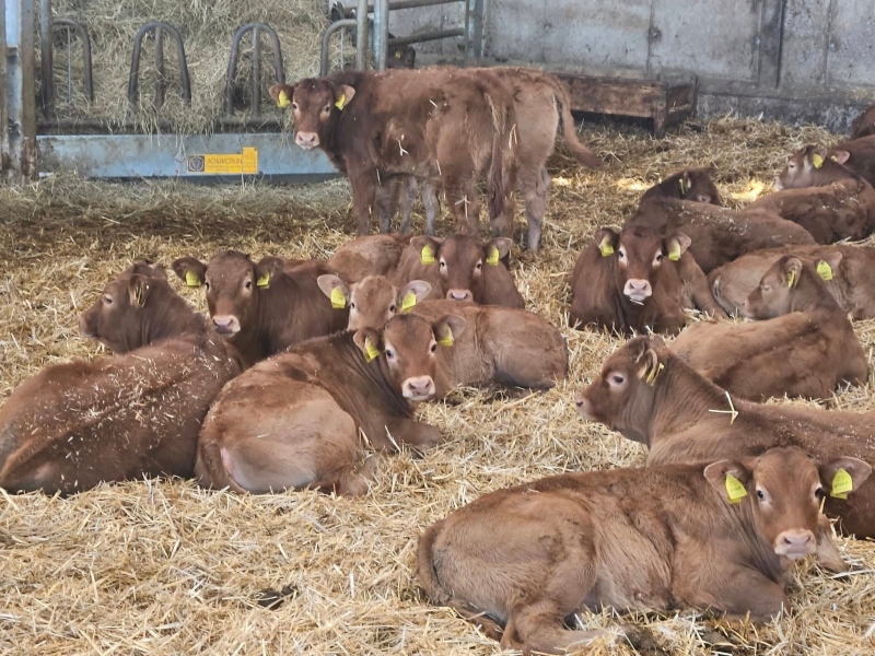 Фермер от Банско разширява бизнеса си, ще строи обор за 120 телета