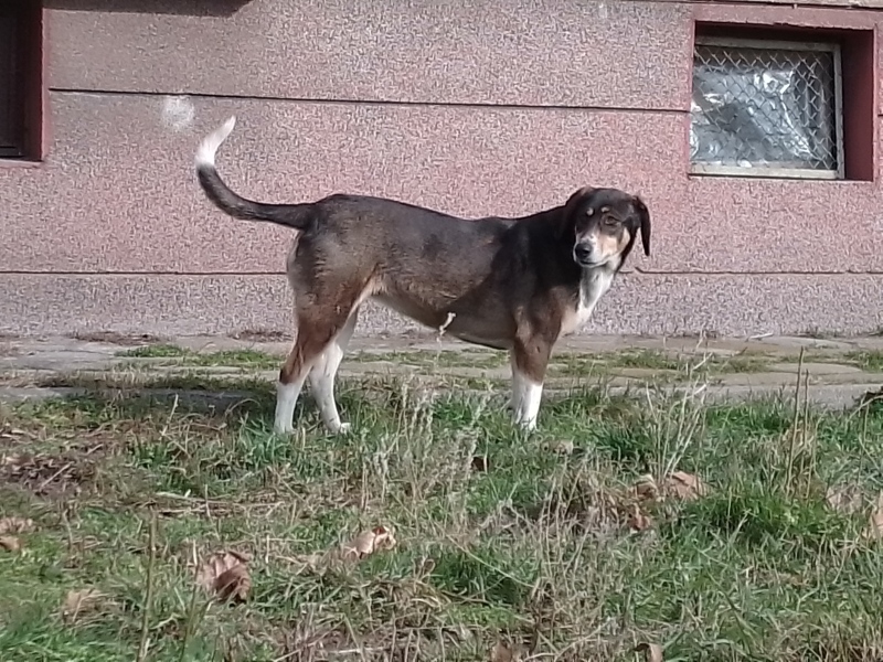 Дупничани алармират за агресивни кучета в ж. к. „Бистрица“