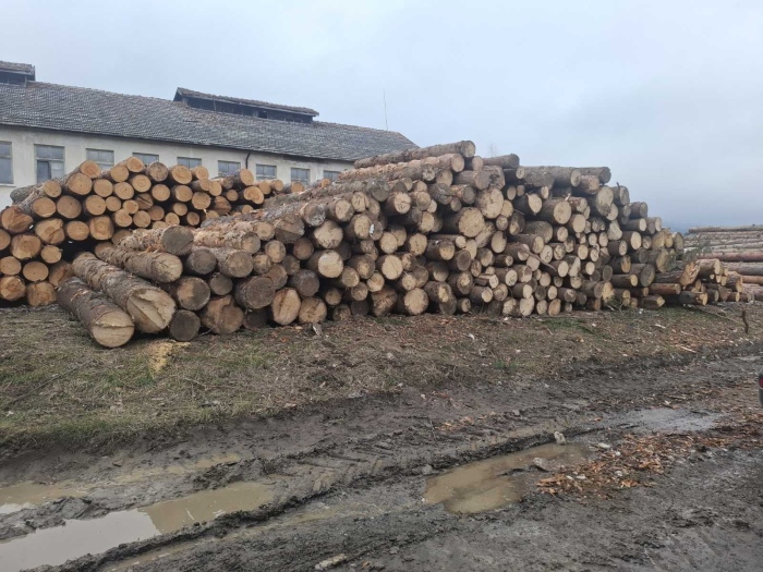 При 2 случая в Самоковско! Горски разкриха незаконна  сеч на 121 дървета в частна гора и 52 куб. м немаркирана дървесина в склад