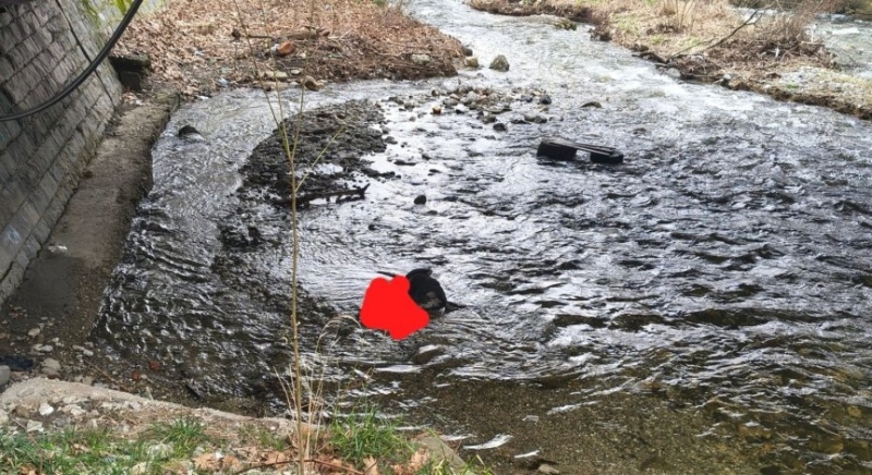 Стрелба по бездомни кучета в Благоевград: Две трупа изплуваха в река Бистрица