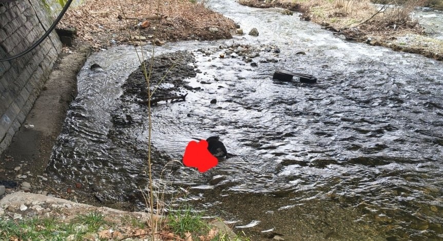 Стрелба по бездомни кучета в Благоевград: Две трупа изплуваха в река Бистрица