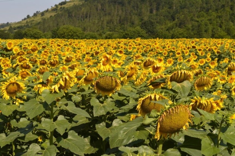 Удар по родното земеделие: внасяме 200 000 тона слънчоглед със съмнително качество от Аржентина
