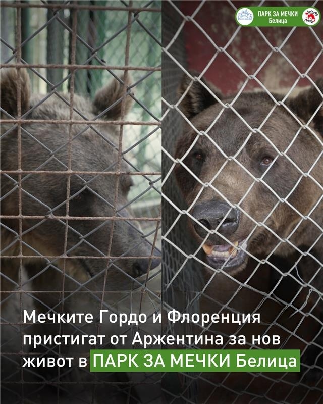 Безпрецедентна спасителна мисия: За първи път мечки от Аржентина долетяха в Белица