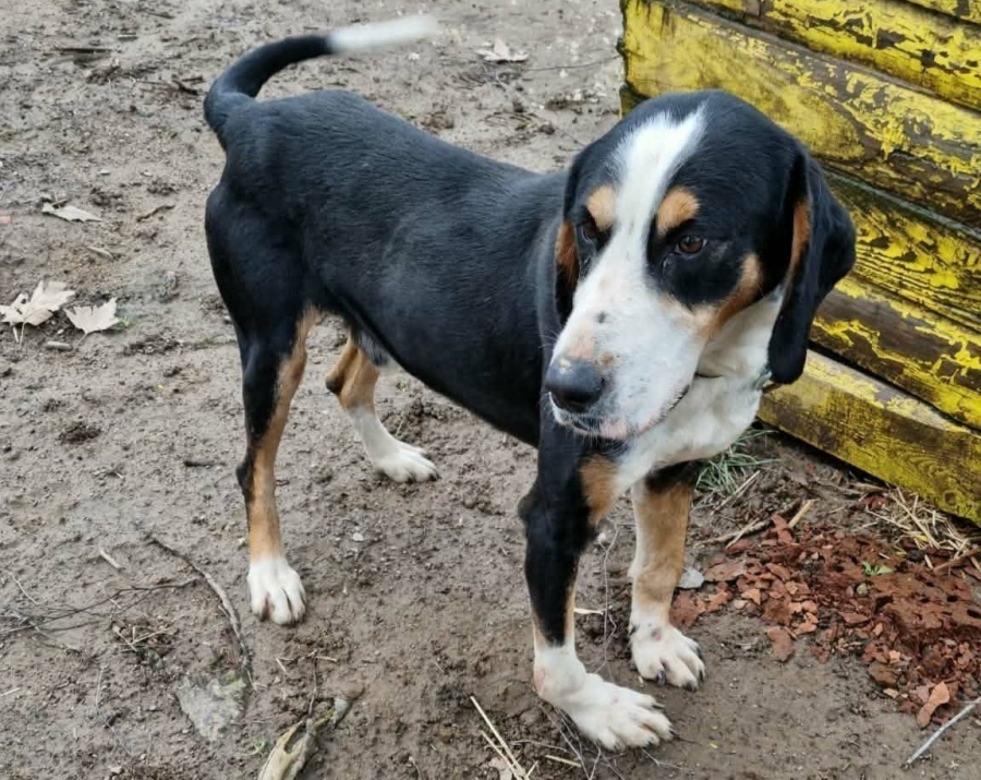 Можело и по закон! Солени глоби за собственик, изхвърлил болното си куче пред приюта в Ботевград 