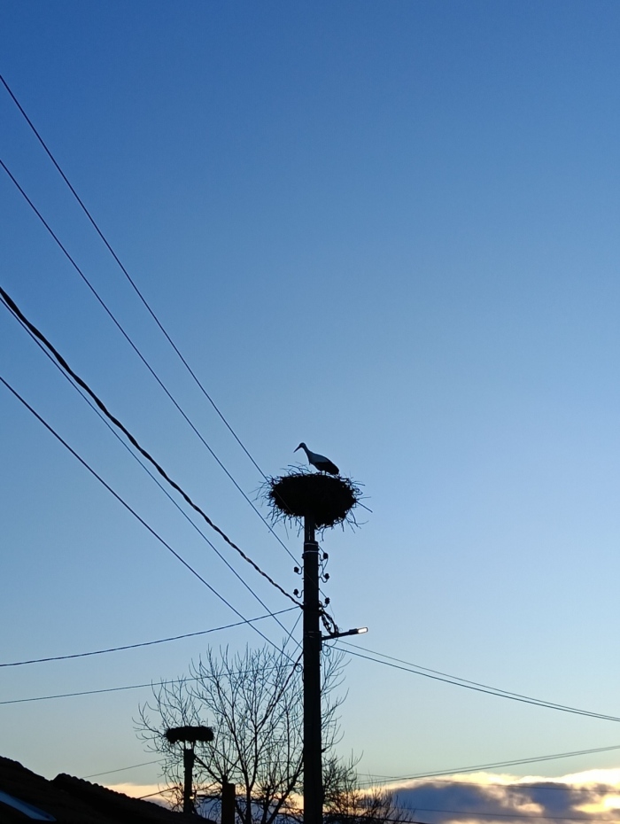 Предвестникът на пролетта кацна в Дупнишко