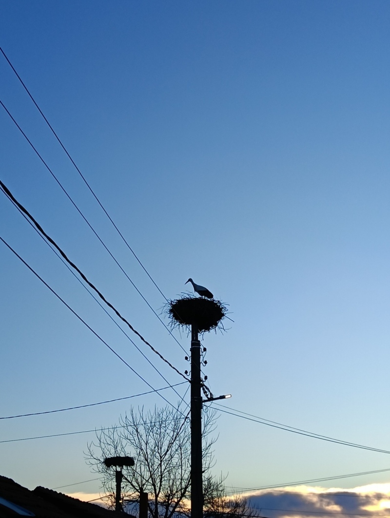 Предвестникът на пролетта кацна в Дупнишко