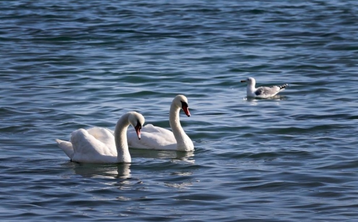 Огнище на птичи грип в Румъния: Въведени са зони с ограничен достъп