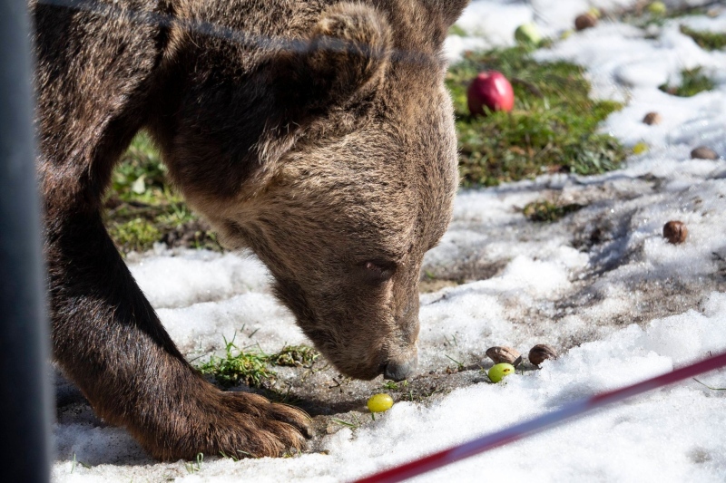 Аржентинските мечки направиха първите си снежни стъпки в Парк за мечки – Белица