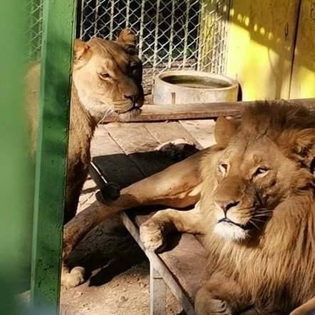 Лъвицата от благоевградския зоопарк загуби битката за живота си