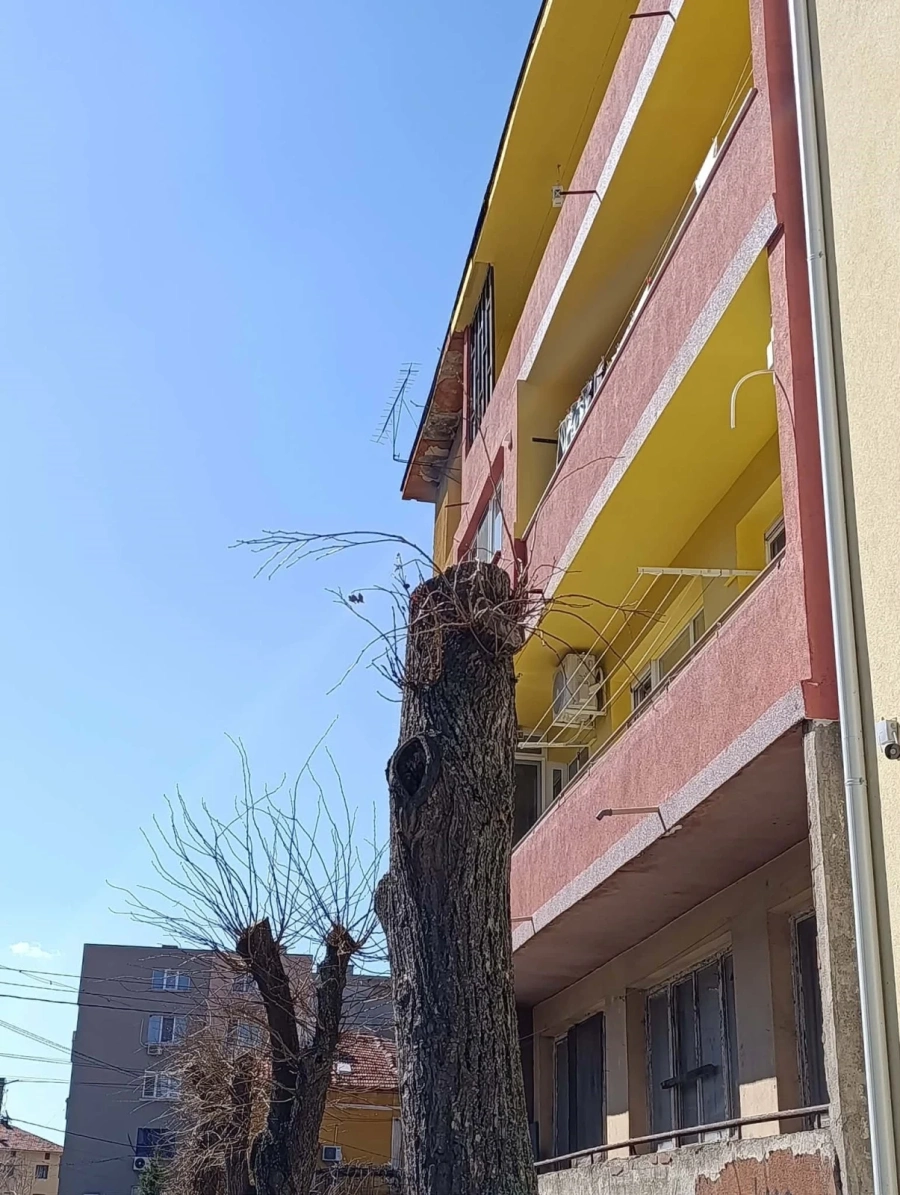 Втора пролет след „санитарната сеч“: липите на ул. „Антим I“ в Дупница се борят за живот