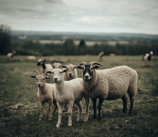 Забраняват пазари и струпване на животни в Благоевградско заради шап и шарка в Гърция и Кипър