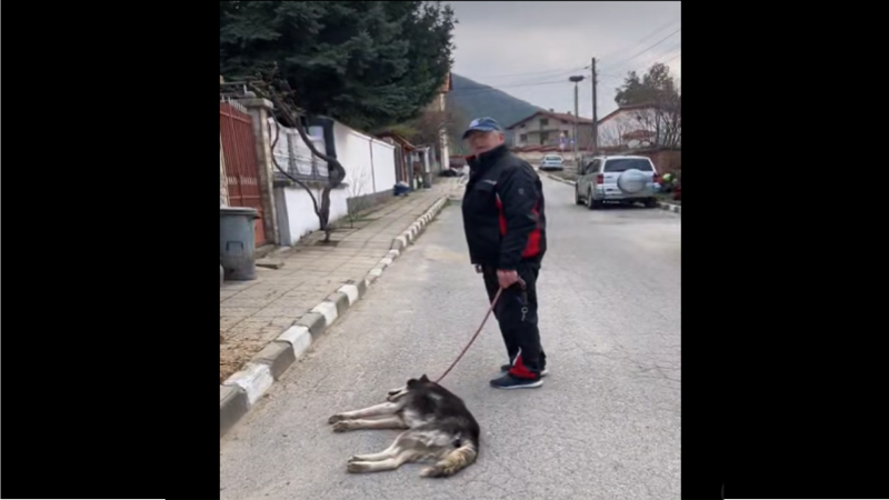 80-годишен мъж е задържан за влаченото хъски в Овчарци, предал е газовия си пистолет (ОБНОВЕНА, ВИДЕО)