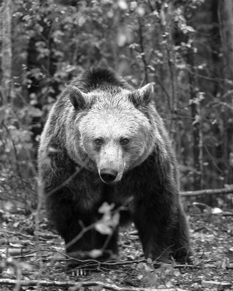 Почина Рада – спасената танцуваща мечка, която стана звезда на парка край Белица