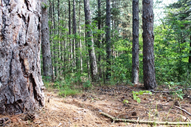 Лесничеите в Пернишко се готвят за Седмицата на гората