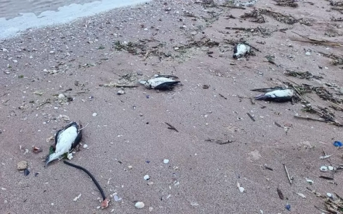 300 мъртви буревестника и 9 делфина изхвърли морето до Шабла