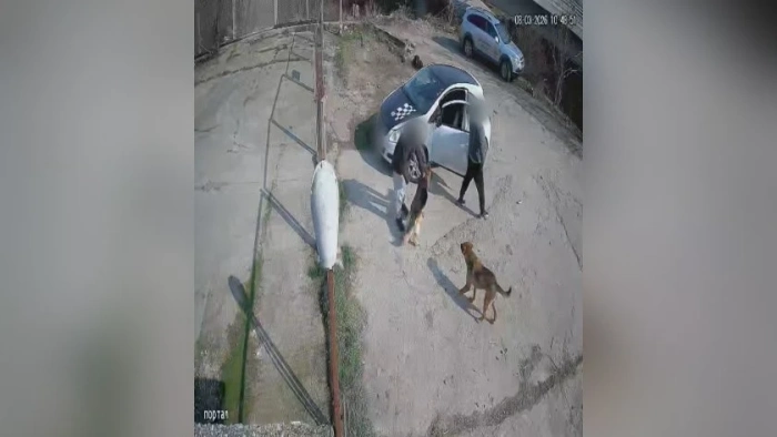 Мъж разби приюта в Благоевград, за да вземе кучето си – обявено за осиновяване