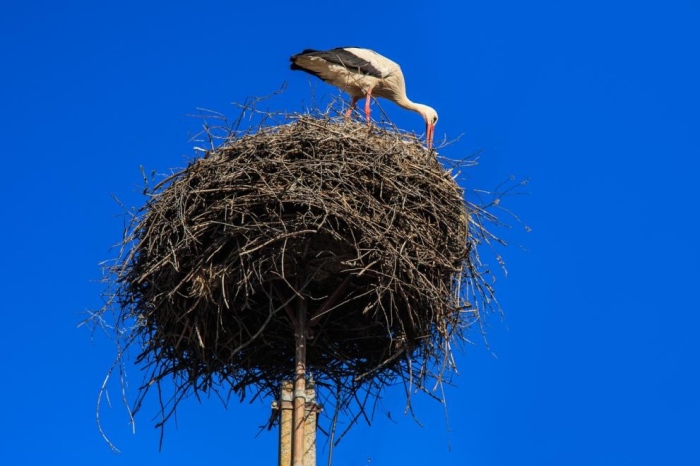 Гнездото на щъркелите Драго и Драга отново може да се наблюдава на живо