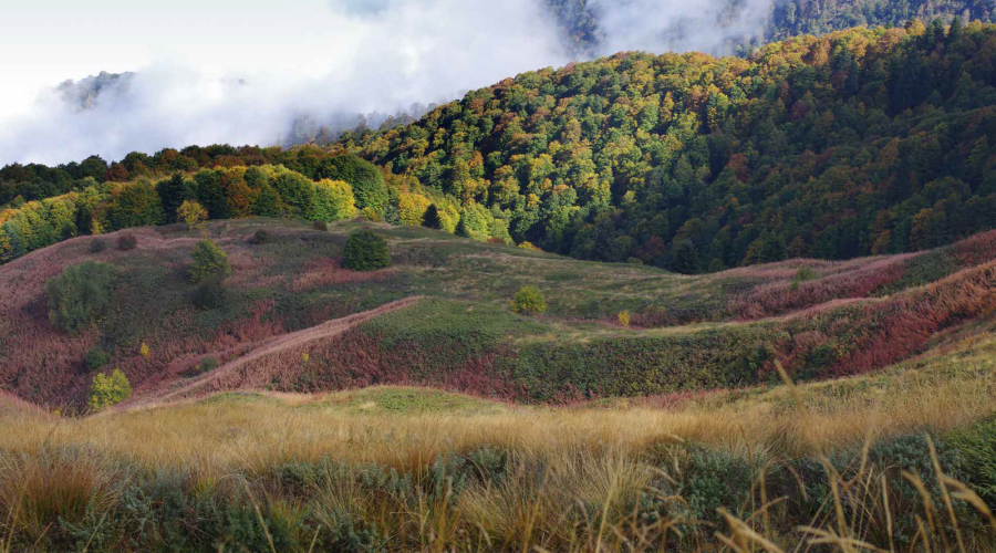 Седмицата на гората в област Благоевград: ЮЗДП ще залесява опожарени площи в Пирин