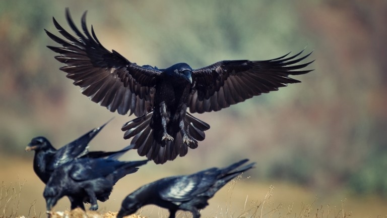 Полицията разследва убийството на гарвани в Перник