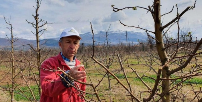  Оцеляха ли черешите в Кюстендилско след студа? Проф. Сотиров категоричен: Реколтата ще е богата!