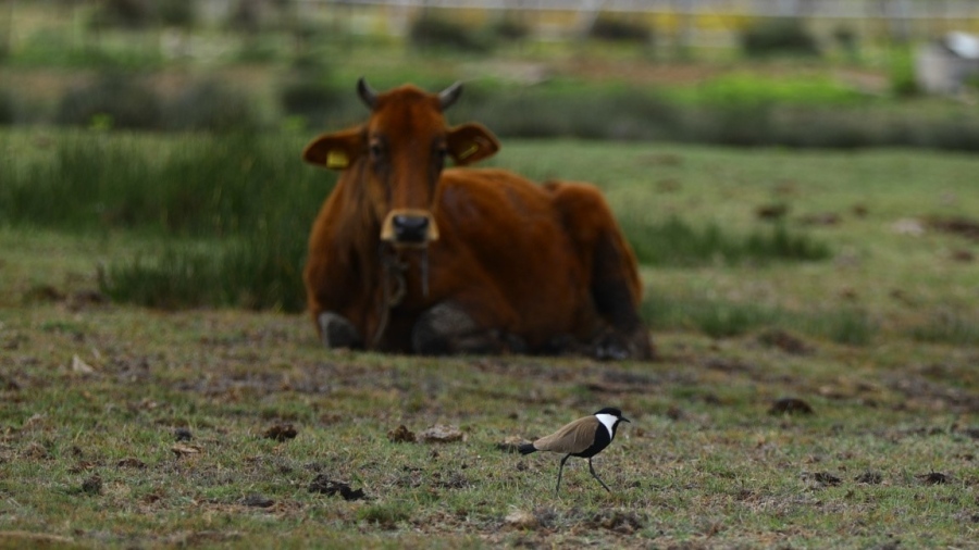 БАБХ предупреждава за риск от пренасяне на шап по Великден: активни огнища има Гърция, Кипър и в Турция