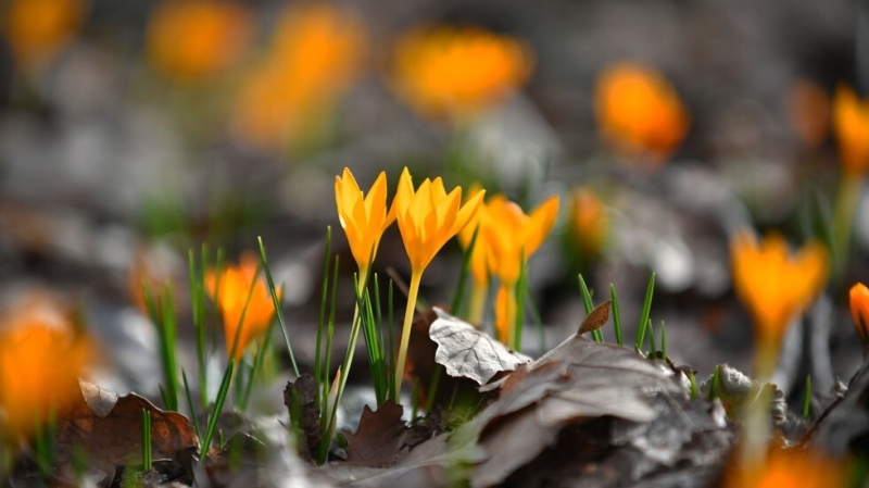 Слънце и температури до 20°на Цветница