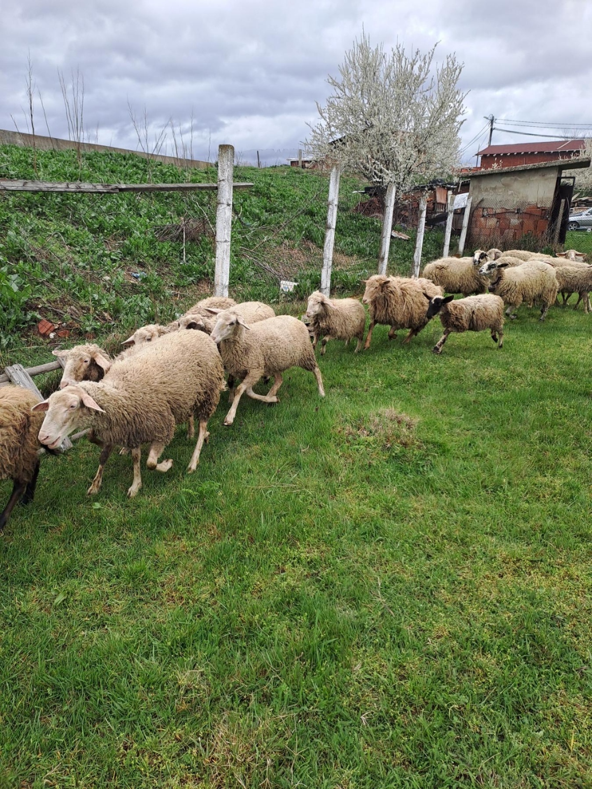 Мащабна схема с европейски субсидии: Фермери източват пари с „виртуални животни“ в Кюстендилско 