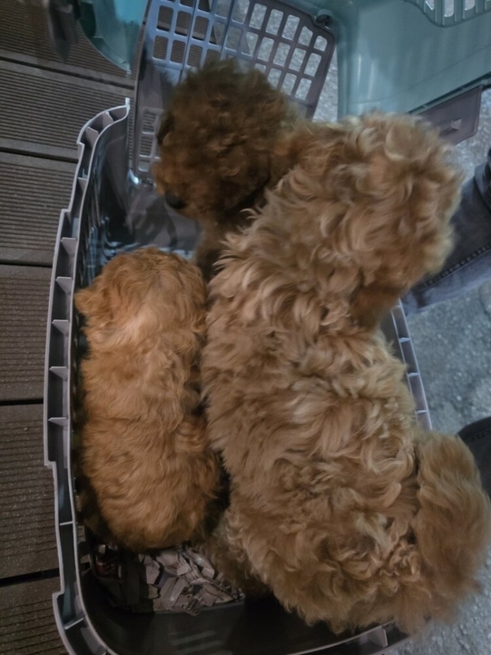 Откриха малки кученца, натъпкани в клетки в пътнически автобус край Кресна