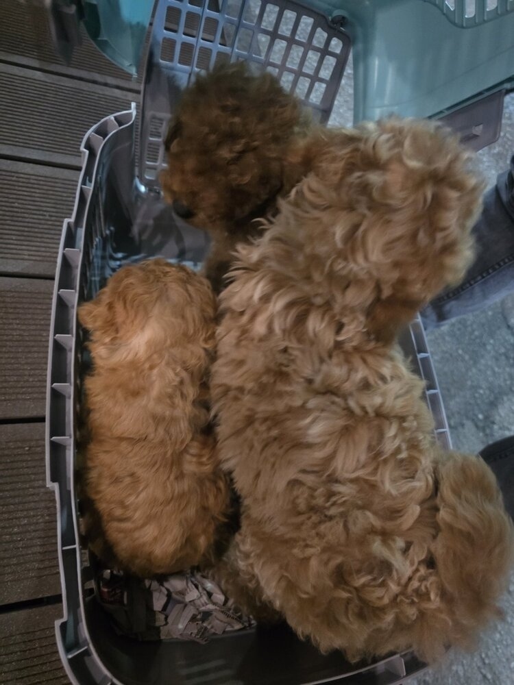 БАБХ спря в Кресна незаконен транспорт на 16 кучета, натъпкани в клетки