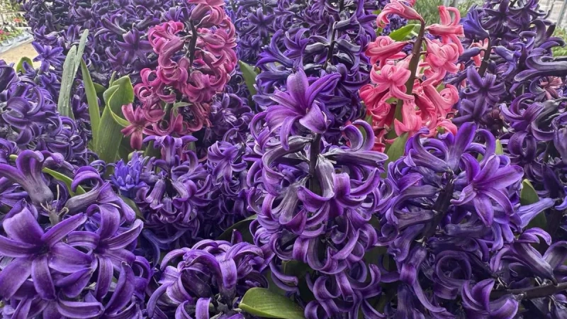 Слънчево със слаб вятър на Втория ден след Великден