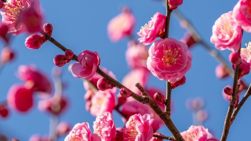 Истинска пролет във вторник, облаците идват в сряда