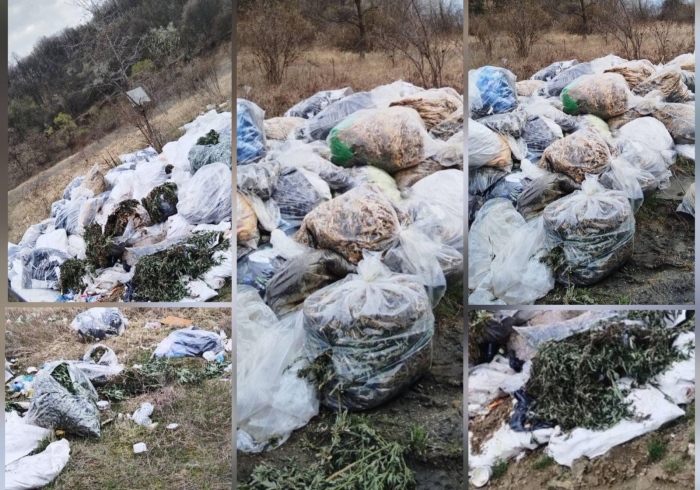 Мащабите изненадаха: Над половин тон е откритият канабис в гориста местност край Голема Фуча