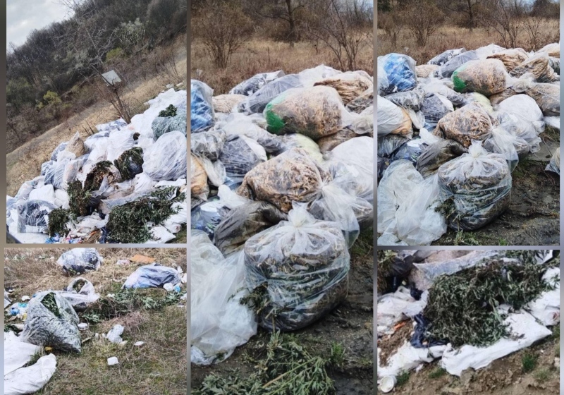 Мащабите изненадаха: Над половин тон е откритият канабис в гориста местност край Голема Фуча