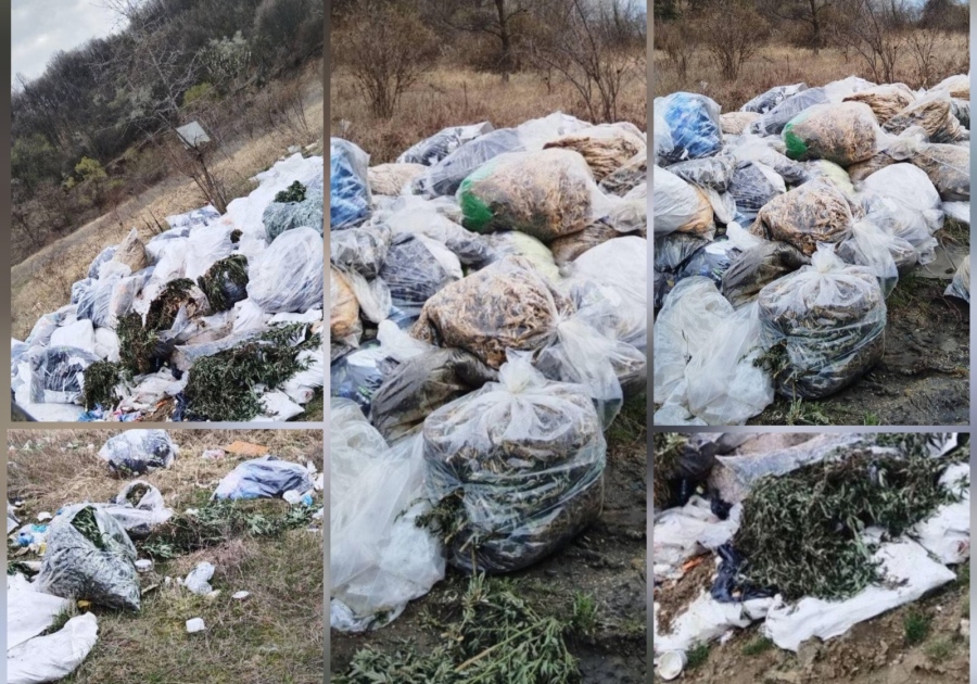 Мащабите изненадаха: Над половин тон е откритият канабис в гориста местност край Голема Фуча