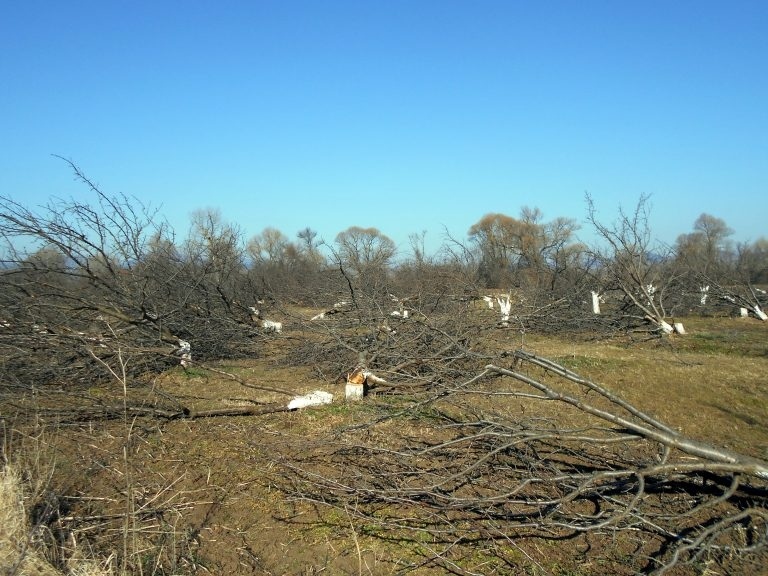 Масова сеч в частен имот в село Берсин: Унищожиха 380 сливови дръвчета