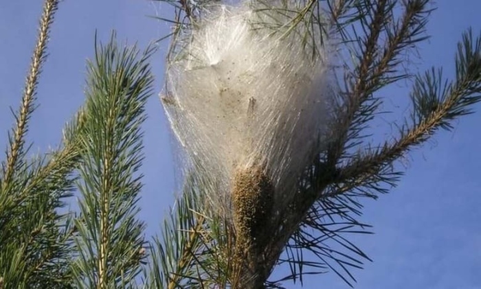 Община Банско алармира за опасностите от борова процесионка