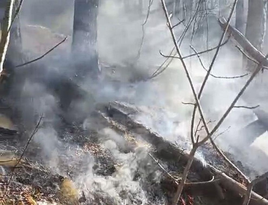 Сезонът на пожарите в Гърция започна, регистрирани са над петдесет