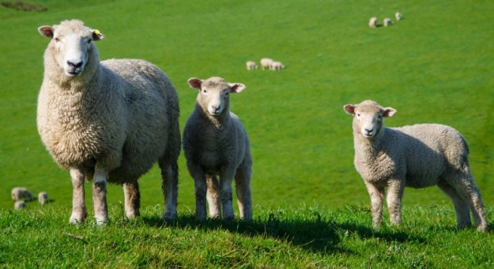 БАБХ разкри схеми със субсидии: Стотици животни само на хартия при проверка във ферми