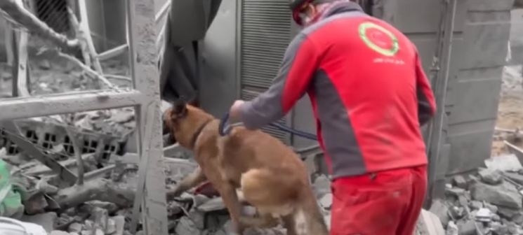 Травма изпраща Лео в пенсия: Историята на кучето спасител от Иран (видео)