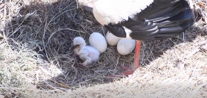 Първи глътки въздух: Кадри улавят появата на бебе щъркел