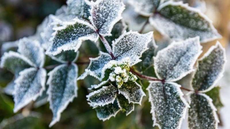 Внимание! Обявиха жълт код за опасност от слани в Югозапада