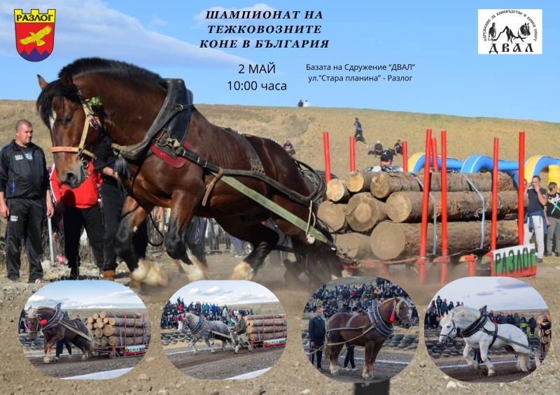 Разлог събира най-силните коне в страната за Шампионата на тежковозните породи