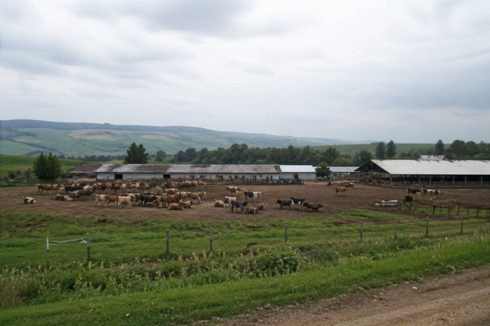 Откриха ново огнище на бруцелоза в симитлийска ферма, десетки говеда отиват в кланица