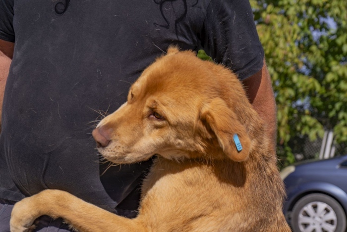 Всяка събота е нов шанс: Историята на 350 осиновени кучета в Благоевград