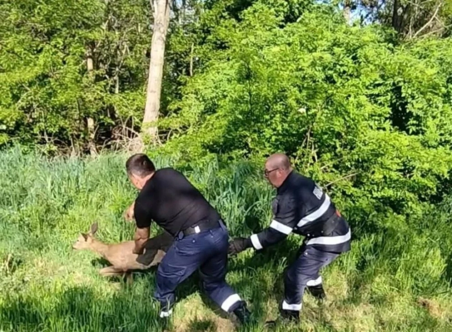 Пожарникари и горски спасиха сърна от канал в Нова Загора